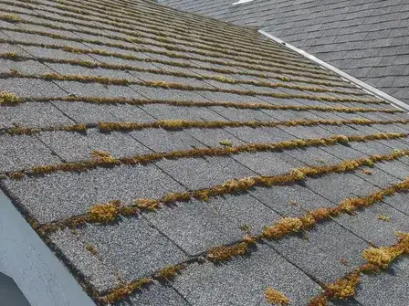 Roof moss removal and soft washing services in Victoria, BC